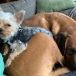 Yorkshire terrier - hiba – un an ce 30. 04. 2021 29 Yorkshire terrier