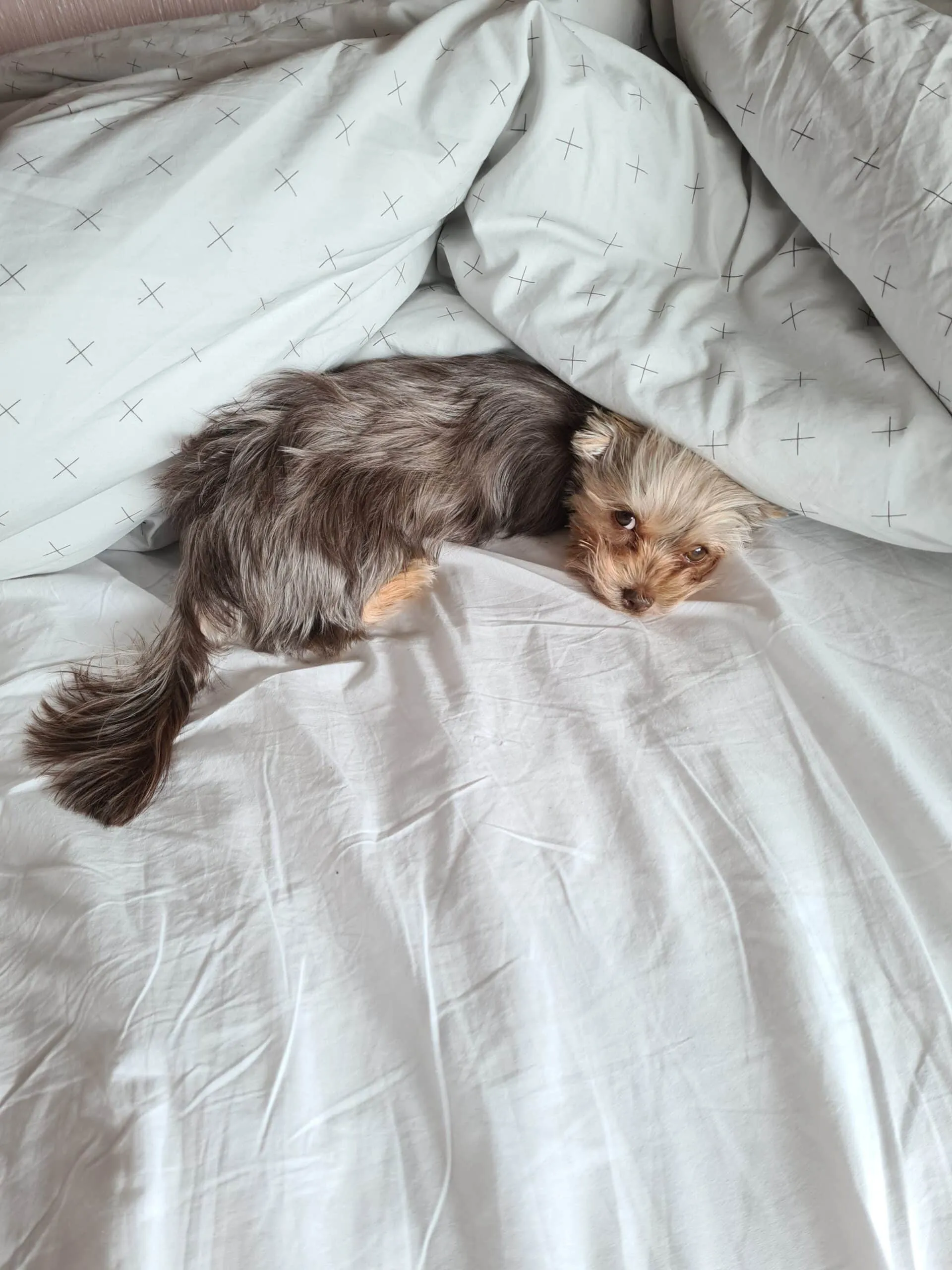 Daldo - yorkshire terriër 7 Daldo puppy review