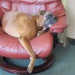 Lobbus - boxer 19 Boxer pup beoordelingen