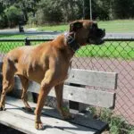 Lobbus - boxer 5 Boxer ervaringen