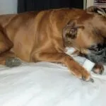Lobbus - boxer 36 Boxer gezondheid