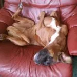 Lobbus - boxer 20 Woefkesranch boxer