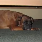 Lobbus - boxer 2 Boxer tevredenheid