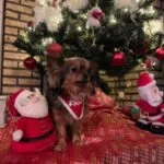 Chihuahua: sunny 5