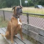 Lobbus - boxer 21 Boxer temperament