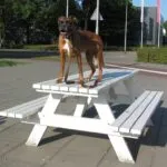 Lobbus - boxer 3 Boxer gezinshond