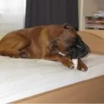 Lobbus - boxer 40 Boxer rasinformatie