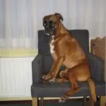 Lobbus - boxer 38 Boxer hond