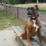 Lobbus - boxer 22 Boxer kopen