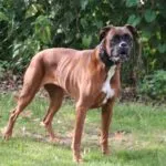 Lobbus - boxer 23 Boxer temperament