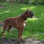 Lobbus - boxer 6 Boxer kennel