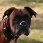 Lobbus - boxer 24 Boxer eigenaren beoordelingen