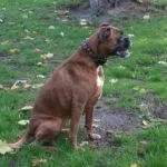Lobbus - boxer 7 Boxer hond negatieve ervaringen