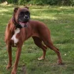 Lobbus - boxer 25 Boxer feedback