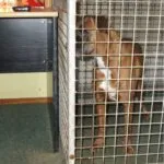 Lobbus - boxer 41 Boxer temperament