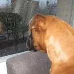 Lobbus - boxer 46 Boxer huisdier