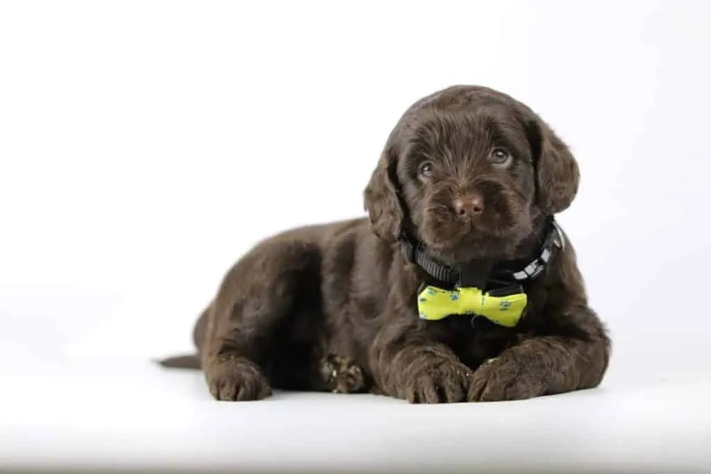 Labradoodle puppies for sale โ information from a belgian recognized breeder 2 Labradoodle pups te koop