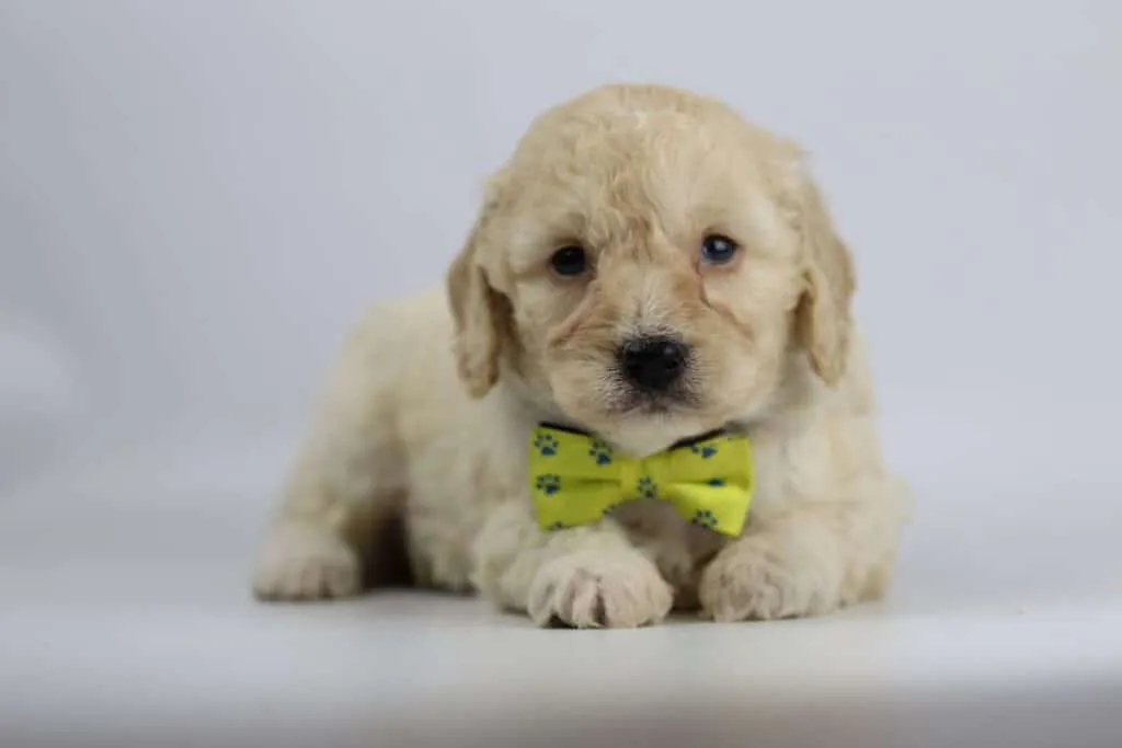 Labradoodle puppies for sale โ information from a belgian recognized breeder 3 Labradoodle pup gezondheid