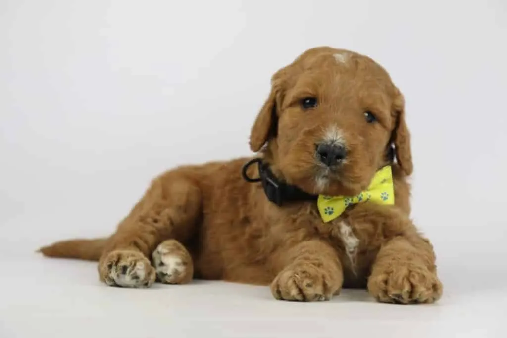 Labradoodle puppies for sale โ information from a belgian recognized breeder 4 Labradoodle puppy kopen