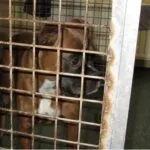 Lobbus - boxer 43 Boxer socialisatie