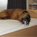 Lobbus - boxer 42 Boxer hond