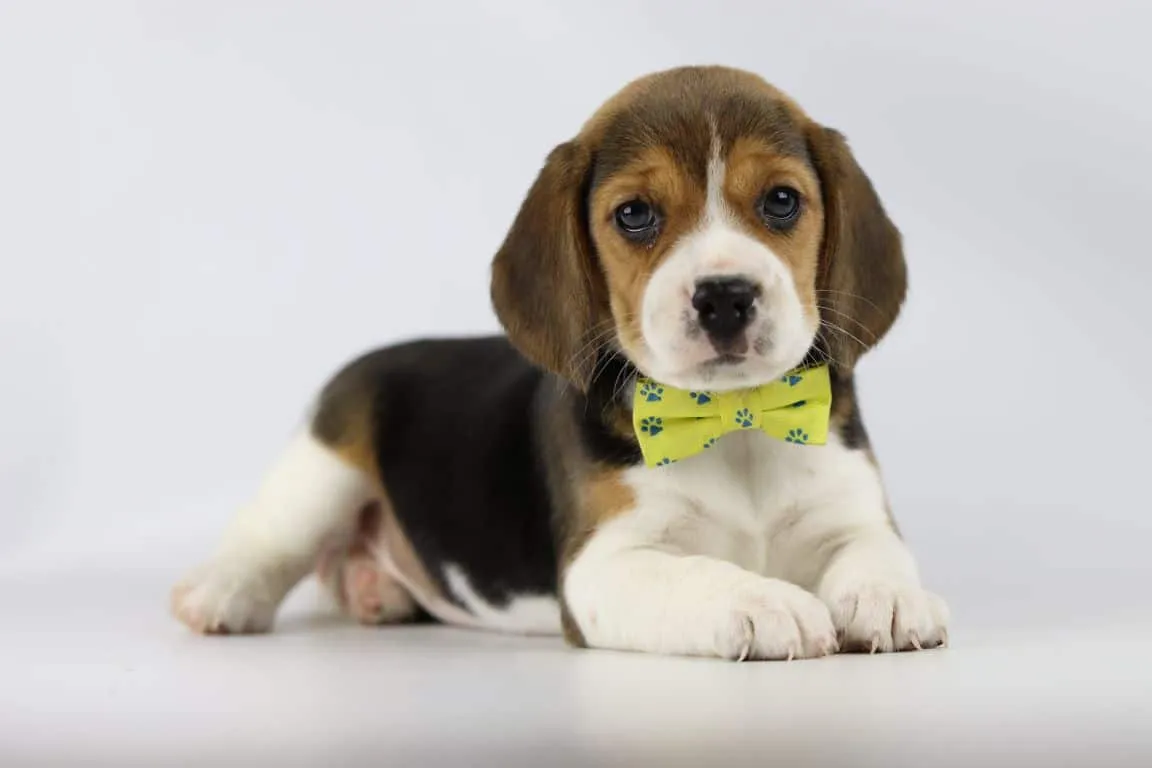 Beste tips voor een beagle puppy zindelijk te maken 1 Beagle puppy tips