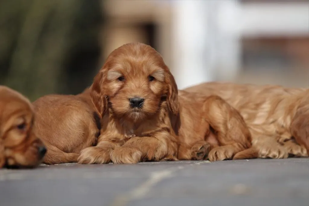 Cockapoo preis: anschaffungs- und unterhaltskosten 3 Cockapoo prijs variaties