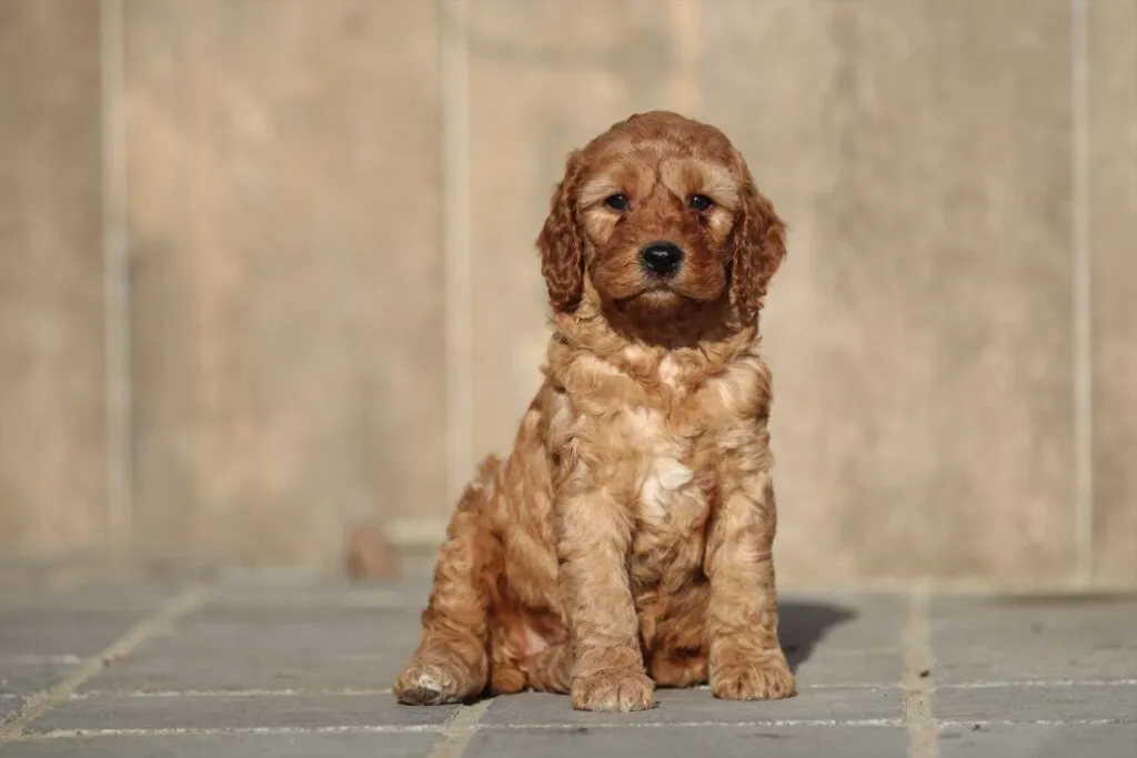 Cockapoo preis: anschaffungs- und unterhaltskosten 4 Cockapoo prijs
