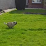 Mops - elvis 9
