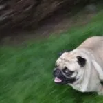 Mops - elvis 8