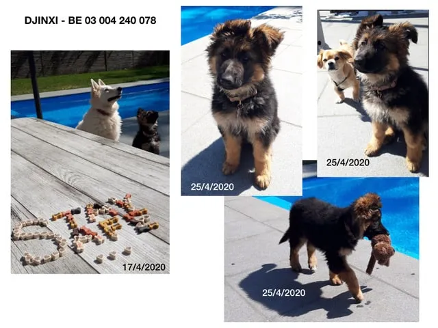 Djinxie - duitse herder 4 Woefkesranch duitse herder