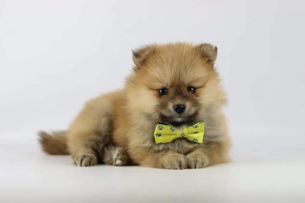 Dwarf spitz or pomeranian puppies for sale - buy spitz puppies, pomeranian from breeder 7 Miniature spitz puppies available