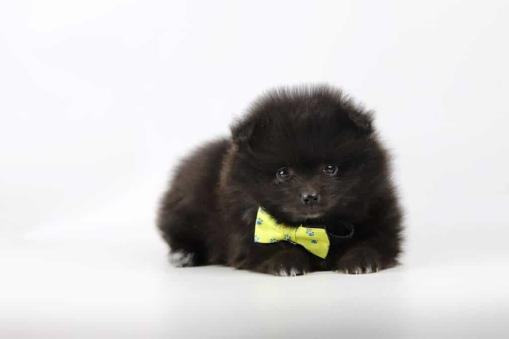 Dwarf spitz or pomeranian puppies for sale - buy spitz puppies, pomeranian from breeder 6 Pomeranian puppies belgian
