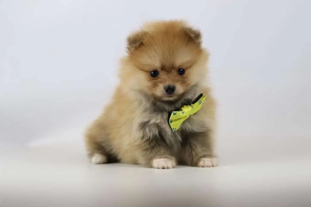Dwarf spitz or pomeranian puppies for sale - buy spitz puppies, pomeranian from breeder 8 Pomeranian puppies for sale