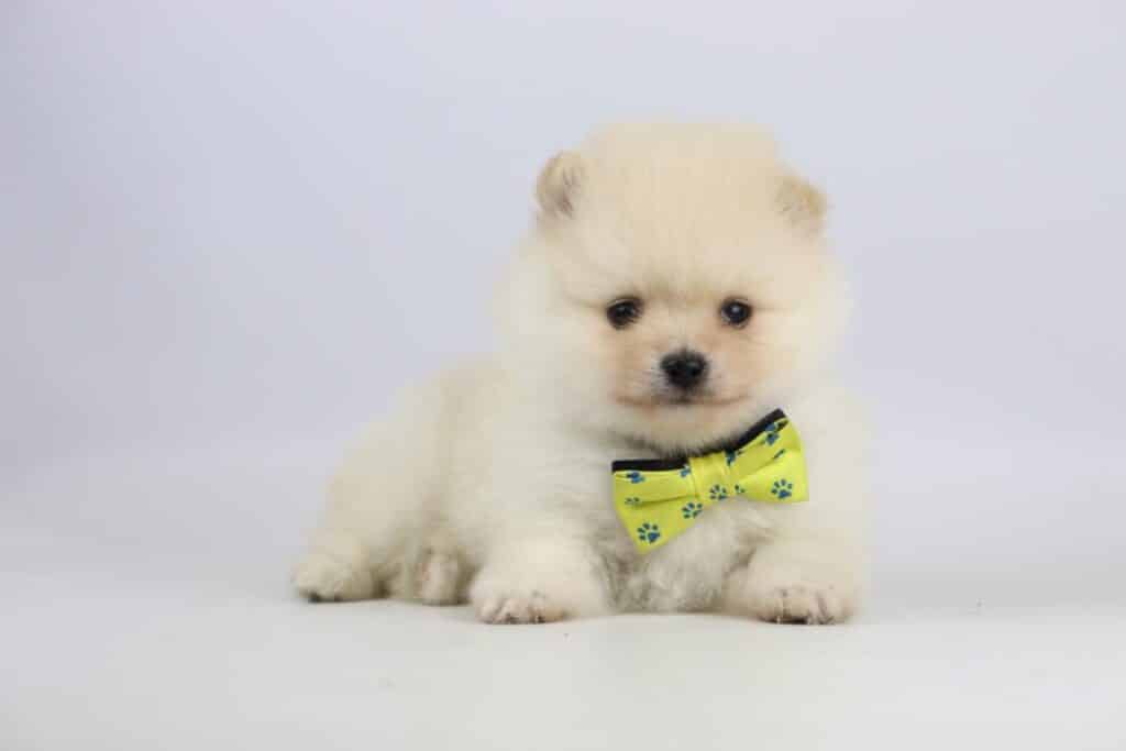 Dwarf spitz or pomeranian puppies for sale - buy spitz puppies, pomeranian from breeder 9 Miniature spitz puppies for sale