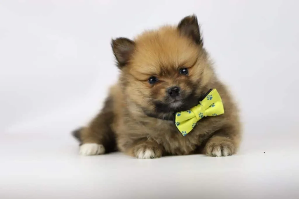 Dwarf spitz or pomeranian puppies for sale - buy spitz puppies, pomeranian from breeder 10 Pomeranian puppies available