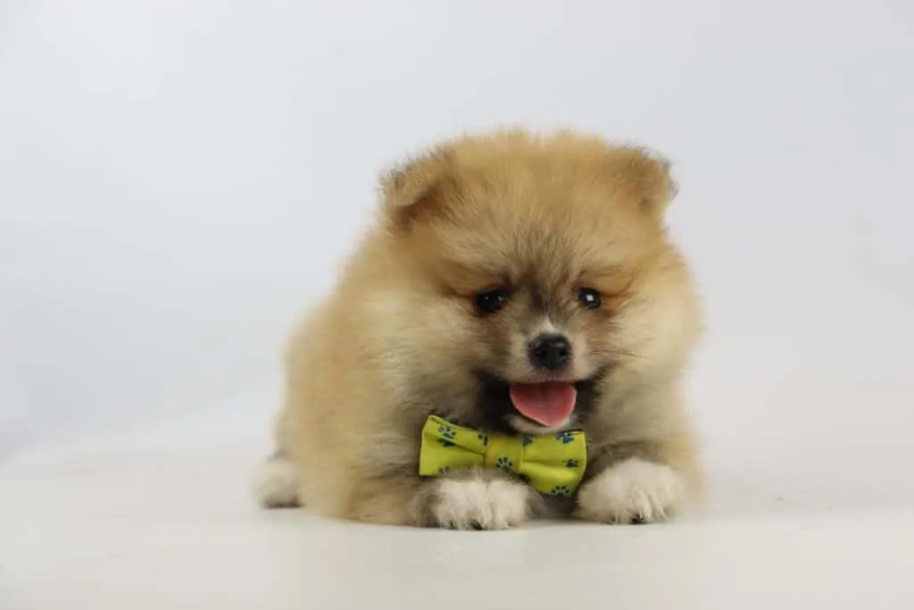 Dwarf spitz or pomeranian puppies for sale - buy spitz puppies, pomeranian from breeder 11 Pomeranian puppies belgian breeder