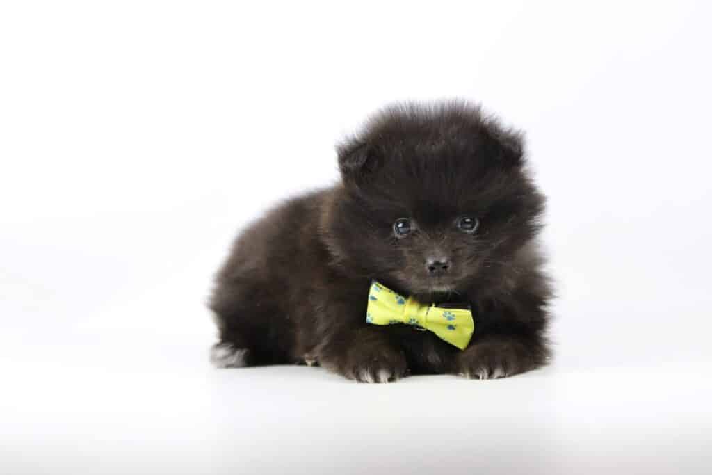 Dwarf spitz or pomeranian puppies for sale - buy spitz puppies, pomeranian from breeder 14 Pomeranian breeder belgium