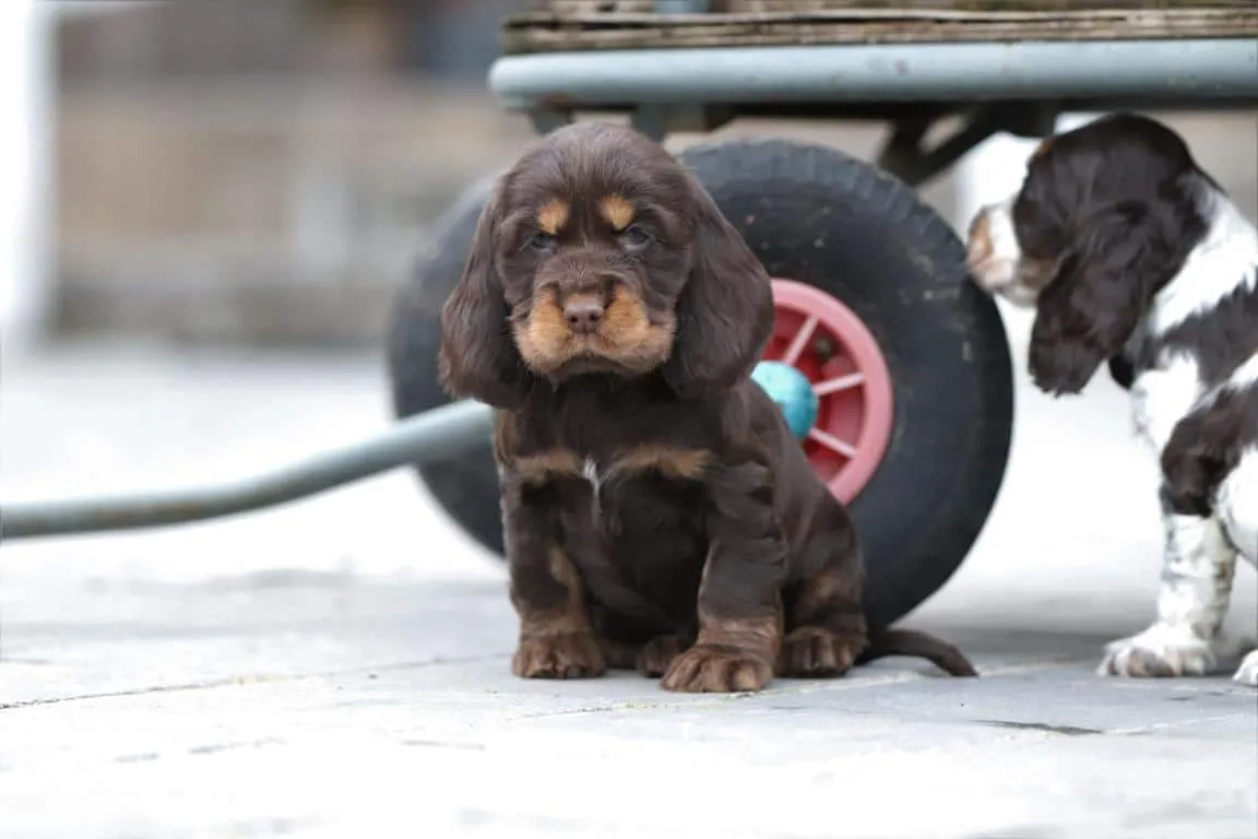 Cocker Spaniel Anglais
