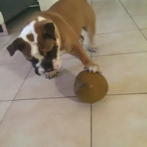 Lola - bouledogue anglais 20 Engelse bulldog lola 3
