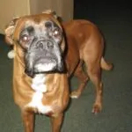 Lobbus - boxer 44 Boxer hond