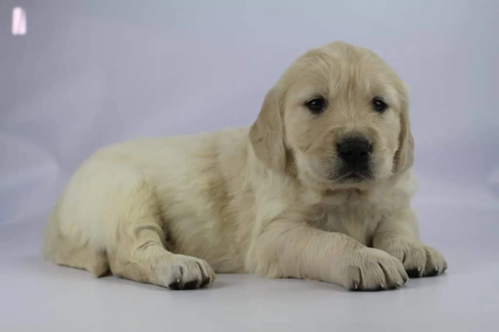 Golden retriever welpen zu verkaufen - belgischer zรผchter 4 Golden retriever pups socialisatie