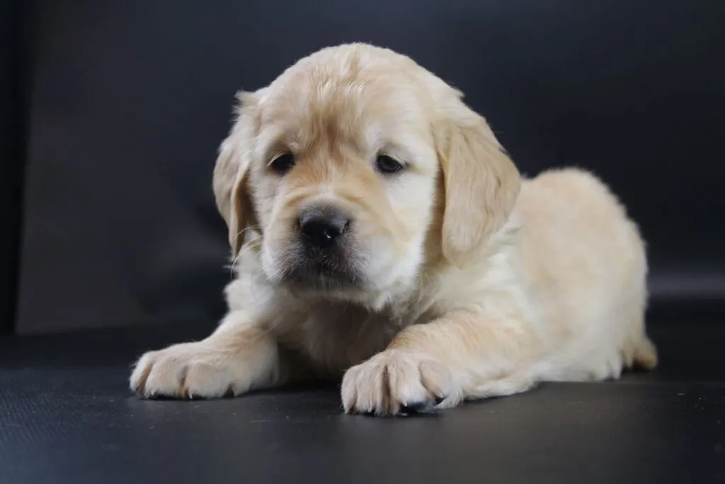 Golden retriever welpen zu verkaufen - belgischer zรผchter 6 Belgische fokker golden retriever