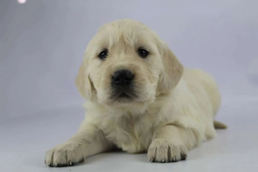 Golden retriever welpen zu verkaufen - belgischer zรผchter 5 Golden retriever pups kopen belgiรซ
