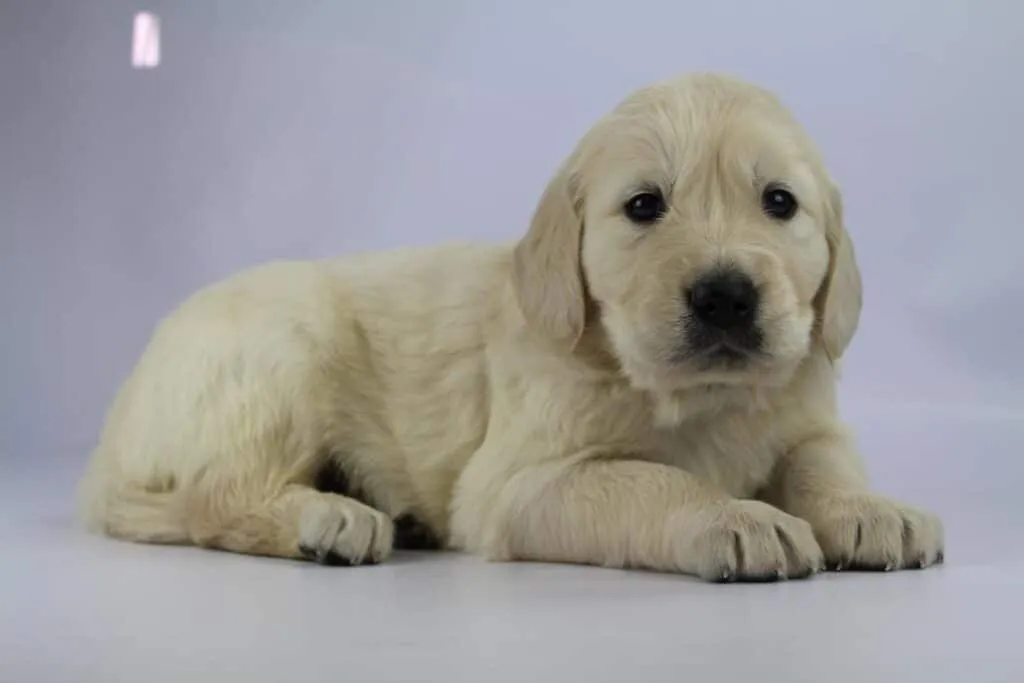 Golden retriever welpen zu verkaufen - belgischer zรผchter 7 Golden retriever pups prijs