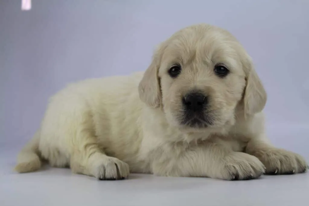 Golden-retriever-preis: was kostet ein golden-retriever-welpe? 4 Wat kost een golden retriever