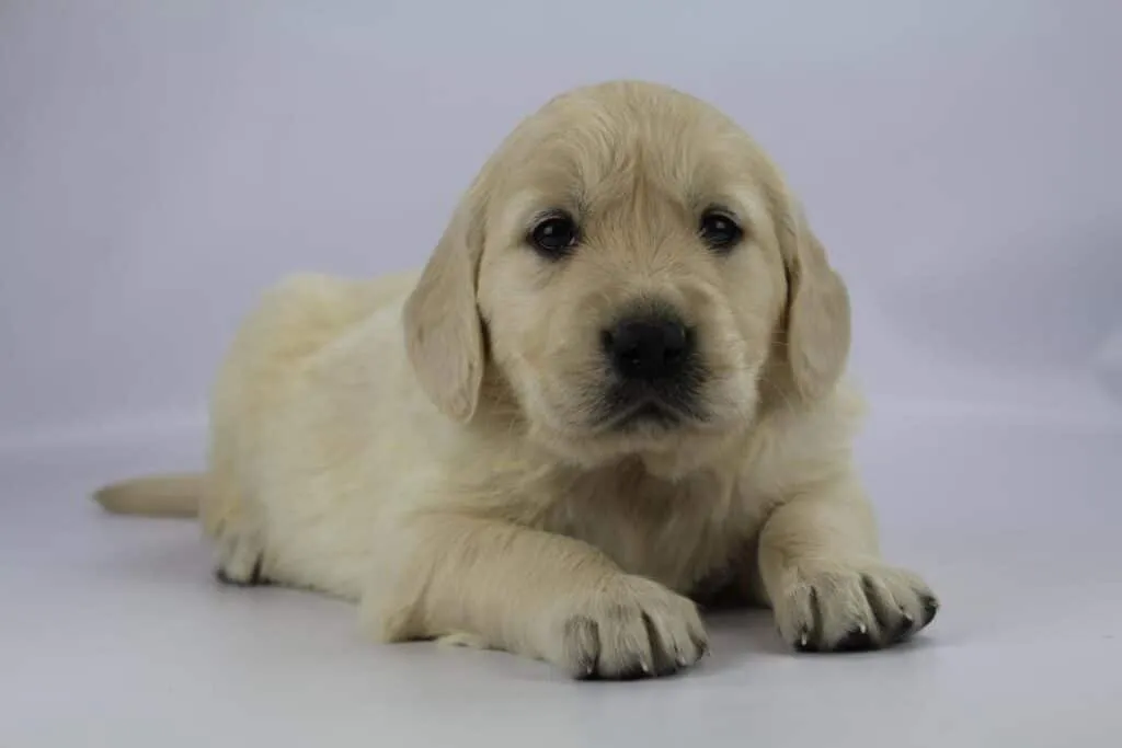 Golden retriever welpen zu verkaufen - belgischer zรผchter 8 Golden retriever pups beschikbaar
