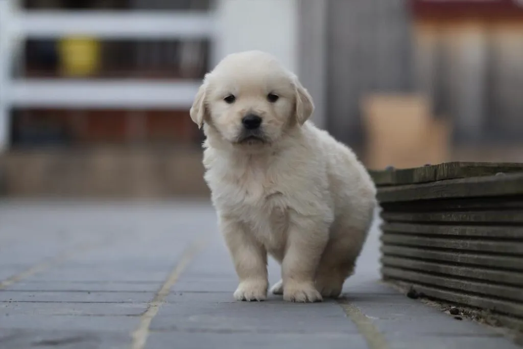 Golden retriever puppy - wat moet je weten 4 Golden retriever verzorging