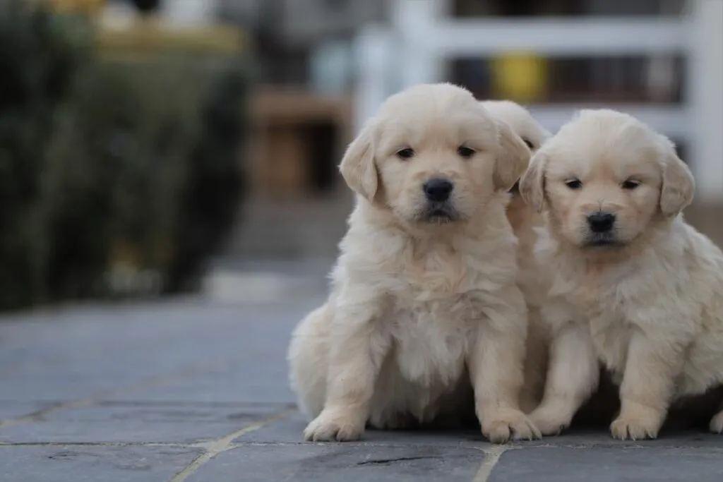 Golden retriever puppy - wat moet je weten 2 Golden retriever verzorging