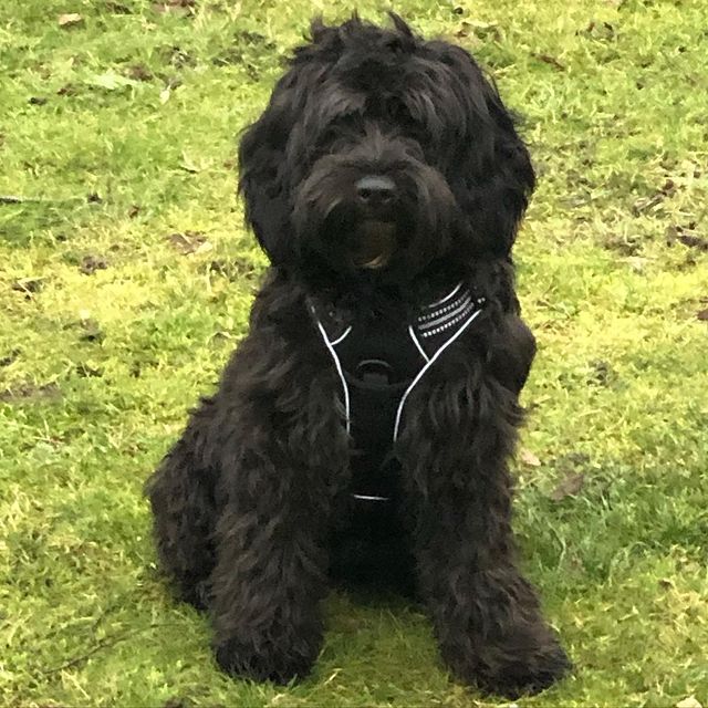 Labradoodle mini: leer alles over deze hond 4 Goldendoodle puppy te koop
